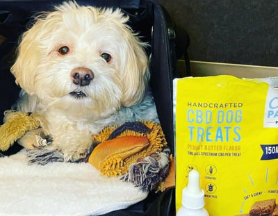 Ease Travel Stress in Dogs with CBD Treats