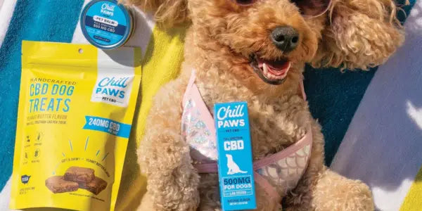 CBD for senior dogs displayed beside a relaxed poodle lounging with treats, balm, and oil on a towel.