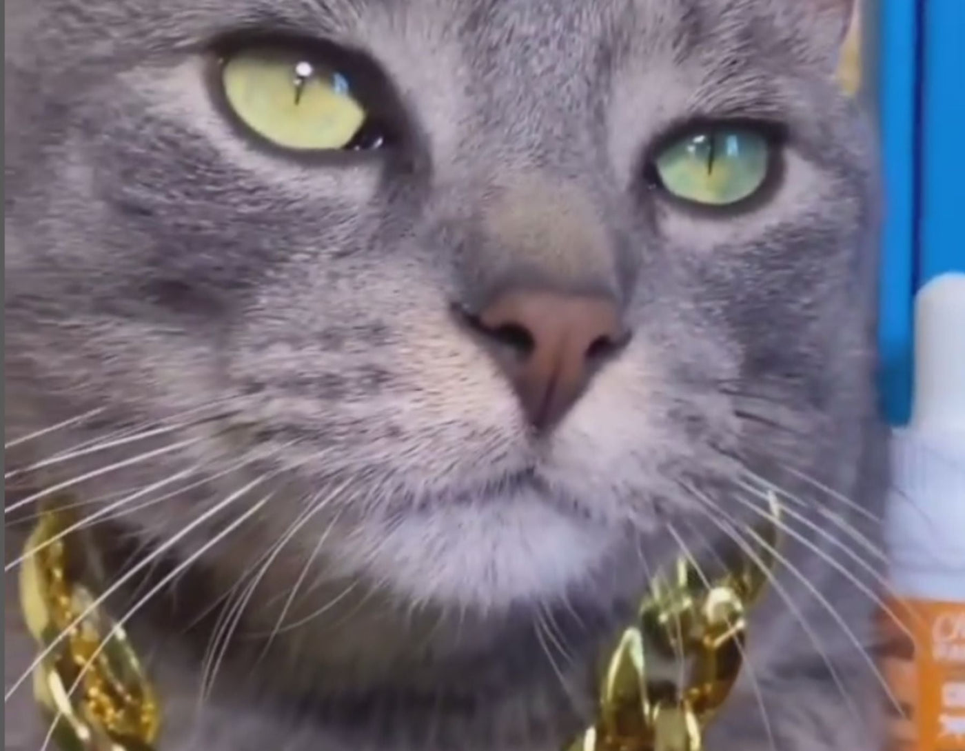 CBD oil for cats