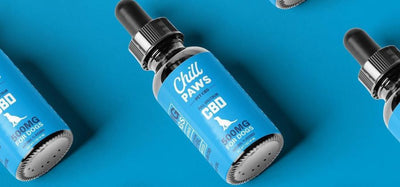 Holistic Health: Integrating CBD Oil into Your Dog's Wellness Routine
