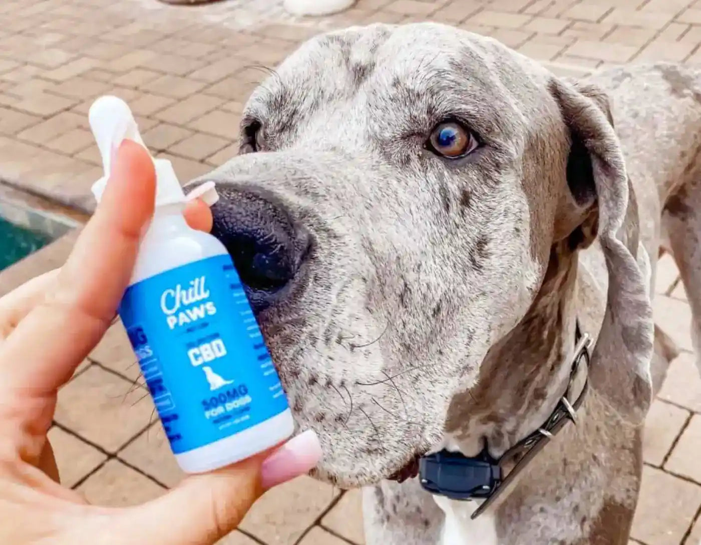 CBD tincture for dogs