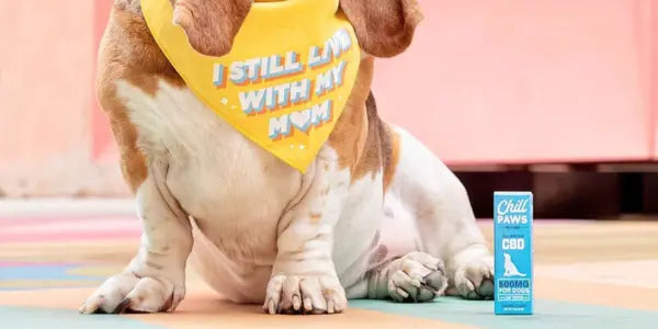 Organic CBD for pets shown beside a basset hound wearing a yellow bandana next to Chill Paws 500MG oil.