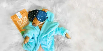 How to Choose the Best CBD for Dogs and Cats With Arthritis