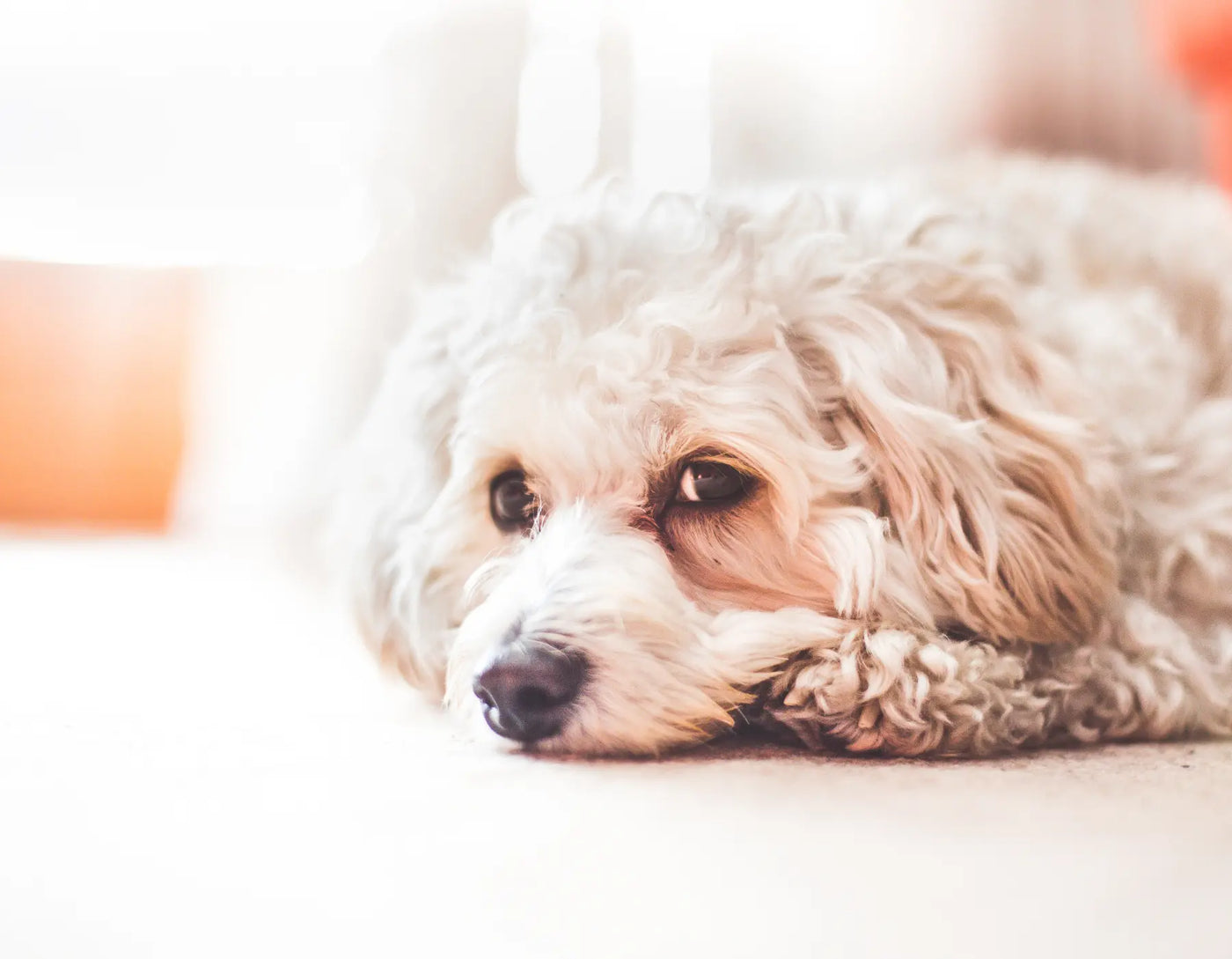 CBD oil for dogs anxiety