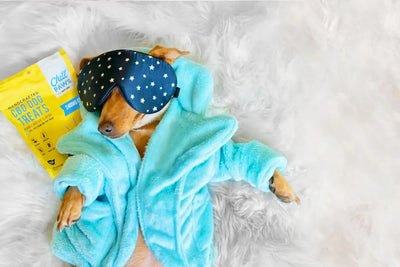 Canine & Feline Anxiety: Easing Pet Stress with CBD
