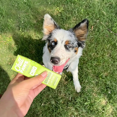 Choosing Safe CBD Products for Your Dog