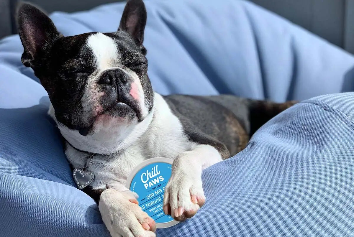 Why Should Pet Owners Consider Giving Their Pets Chill Paws CBD Balm?