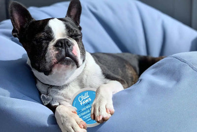 Why Should Pet Owners Consider Giving Their Pets Chill Paws CBD Balm?