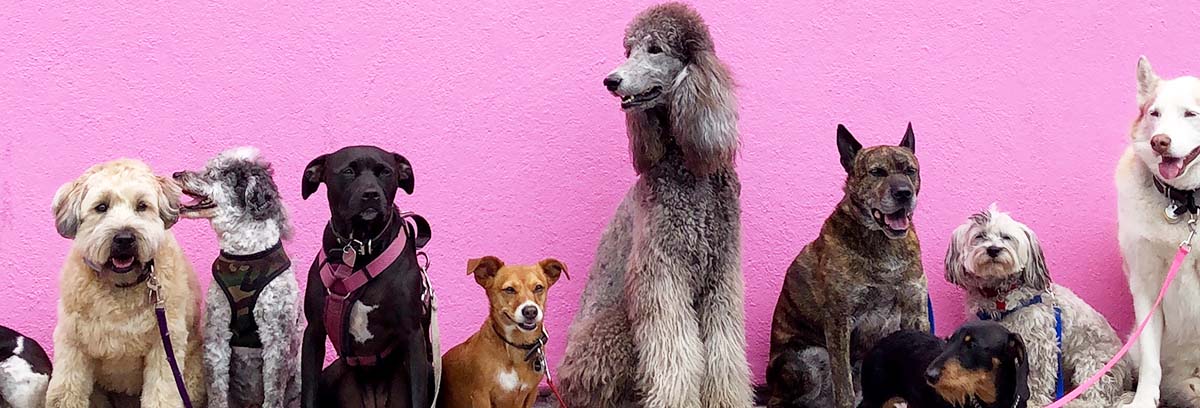 What are the Calmest Dog Breeds?