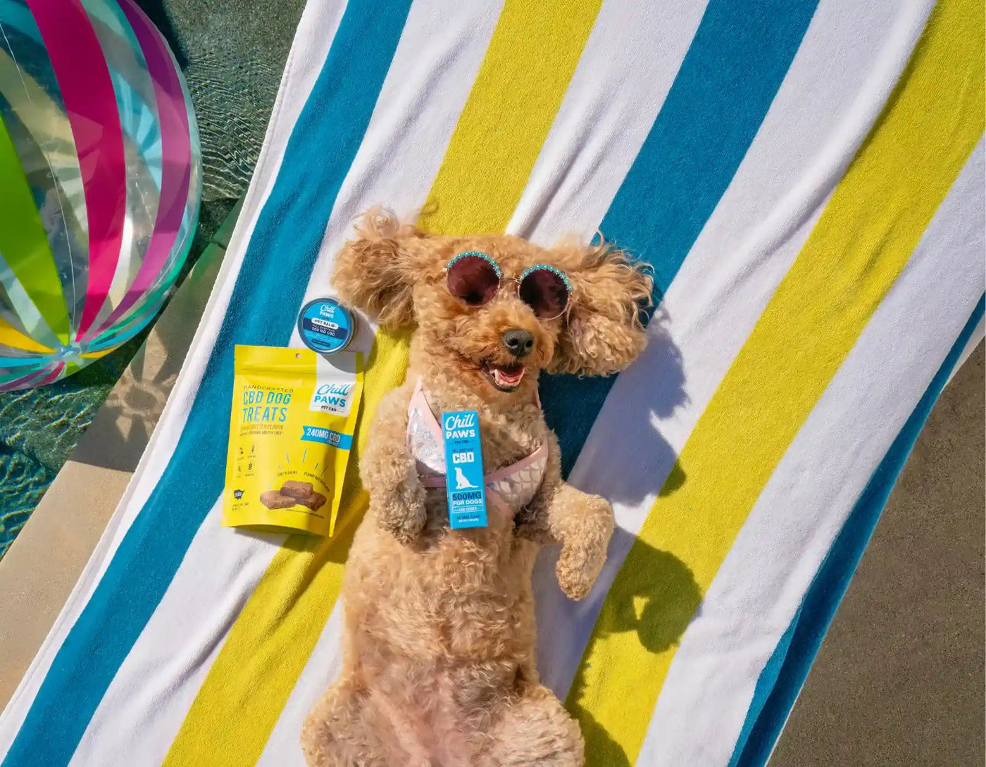 CBD For Dogs: A Comprehensive Guide To Safe Usage & Dosage