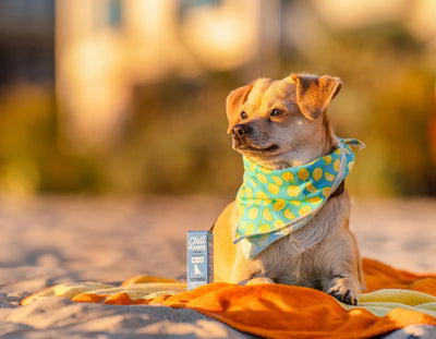 How to Introduce CBD into Your Pet’s Diet