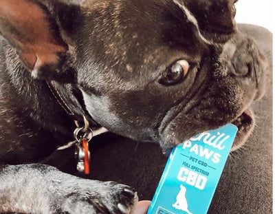 How CBD Can Improve Your Pet’s Overall Well-Being