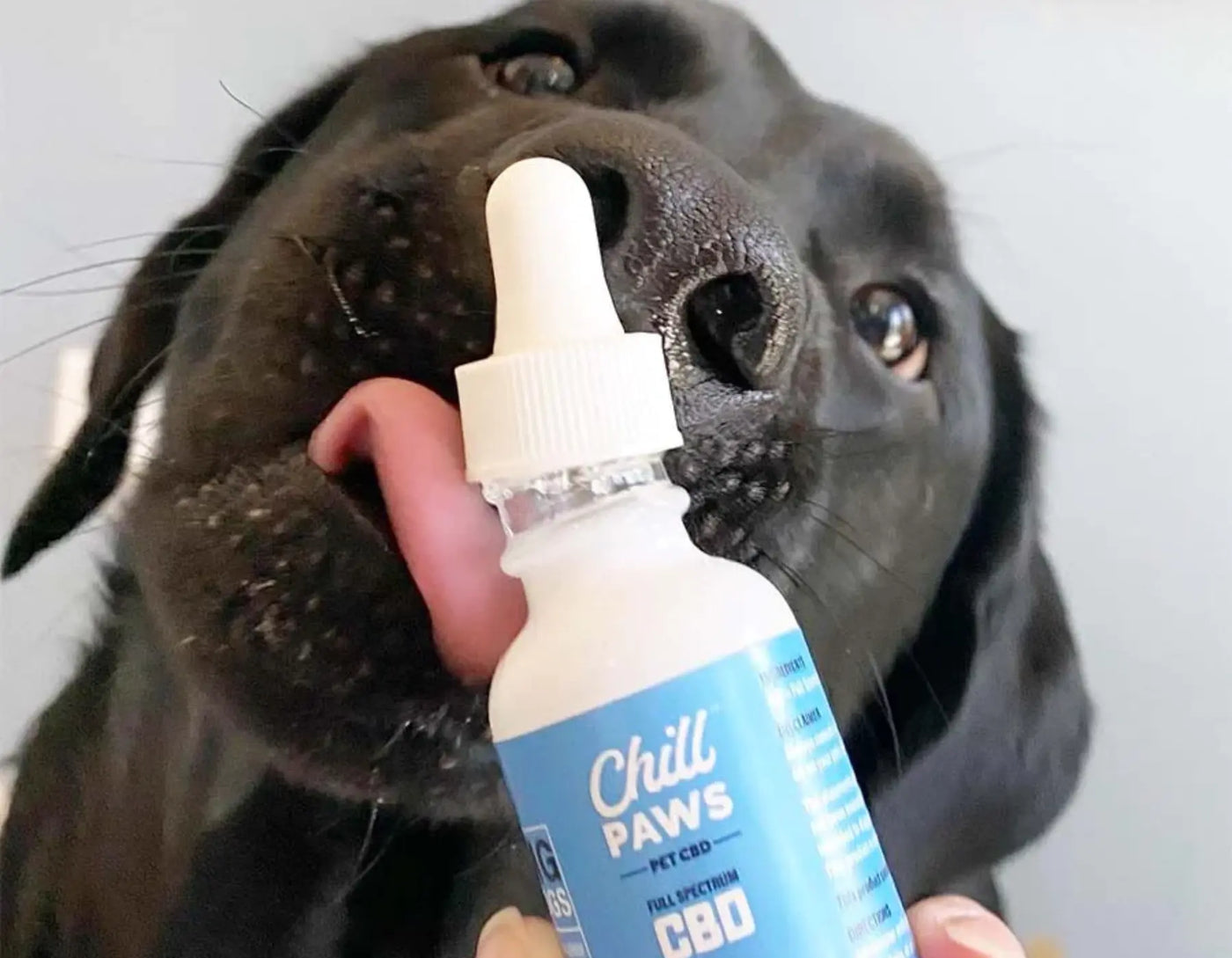 CBD for dogs