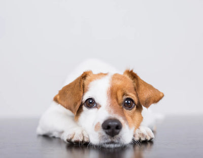 Full-Spectrum CBD For Pets: Enhancing Wellness & Comfort