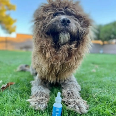 How CBD Can Help Improve Your Dog’s Mobility and Joint Health