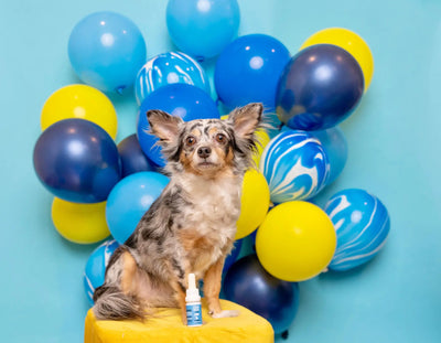 How To Choose The Right CBD Oil For Your Dog