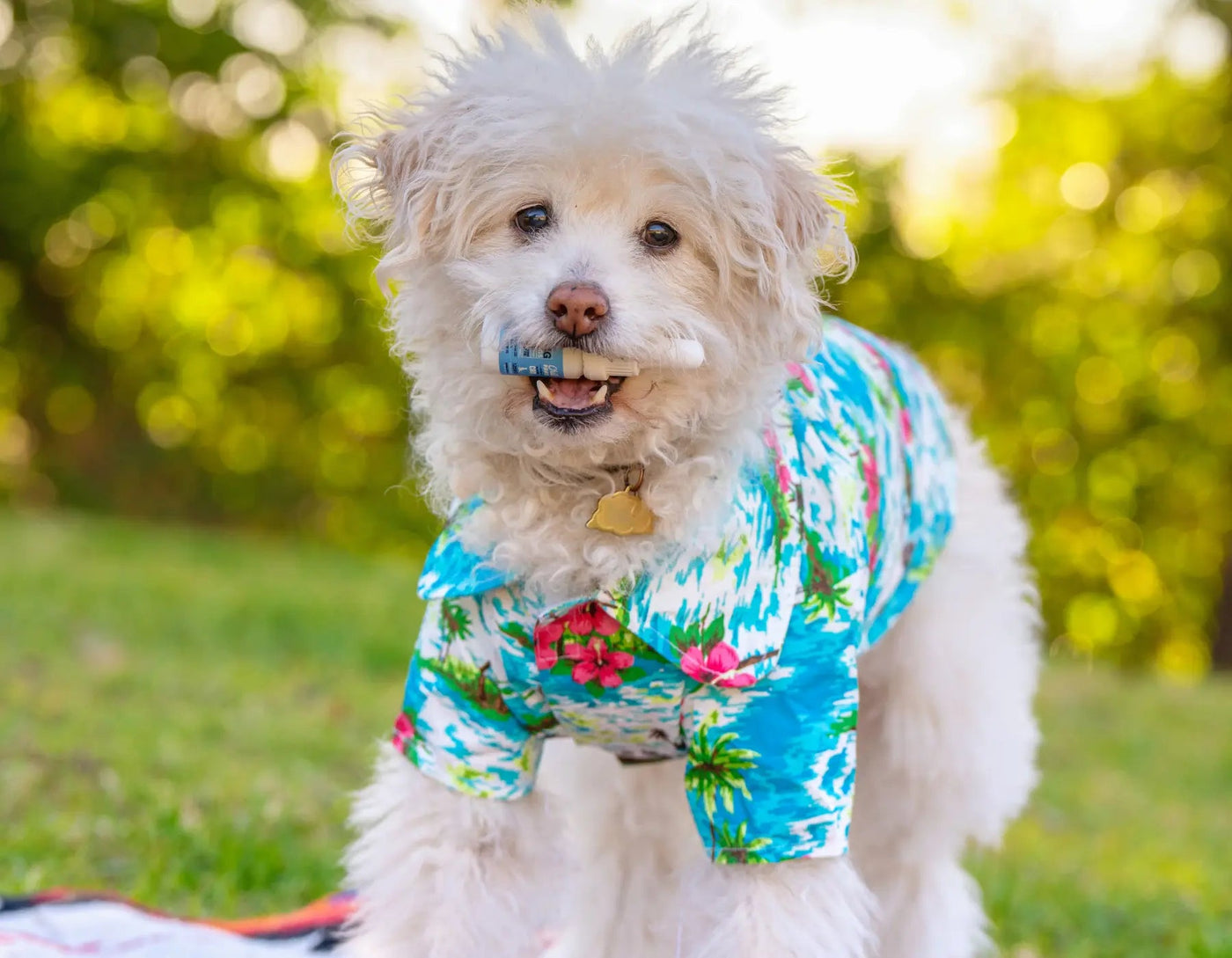 Understanding CBD Tincture For Dogs: What To Look For In Quality Products
