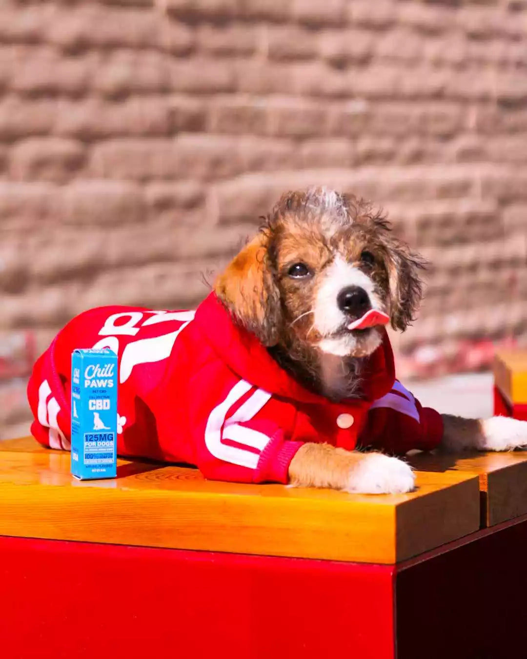 CBD Pet Oil for Dogs: Do Breed and Size Matter?