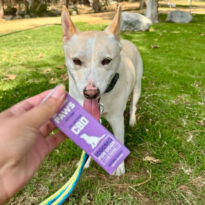 Managing Seasonal Allergies in Dogs with CBD Oil