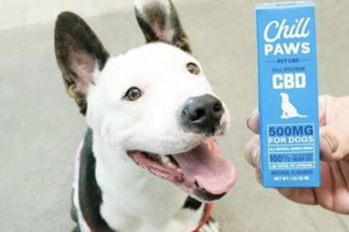 Pet Arthritis Relief: How CBD Can Alleviate Pain