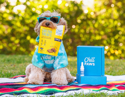 Pet CBD Products: Why They're Worth the Investment