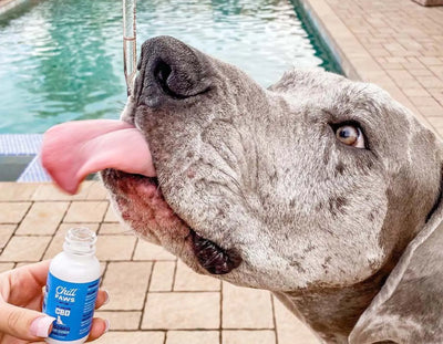 The Comprehensive Approach to Pet Comfort with CBD