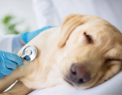 The Role Of CBD In Managing Canine Pain & Arthritis