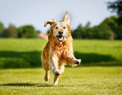 The Role of Exercise in Managing Anxiety in Dogs