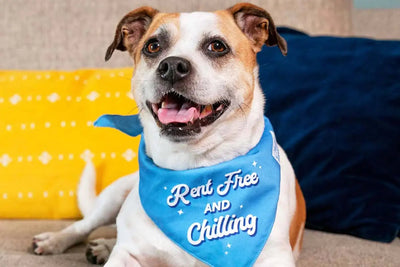 The Science Behind CBD's Anti-Anxiety Power for Pets