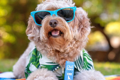 Transforming Frazzled Furballs: CBD's Calming Impact