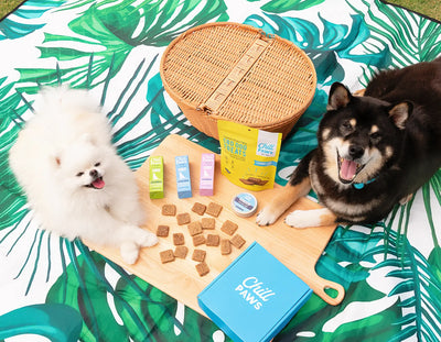 The Benefits of CBD for Pets with Anxiety
