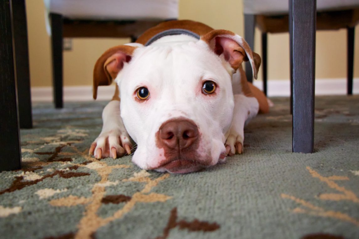 white and brown dog laying on a rug