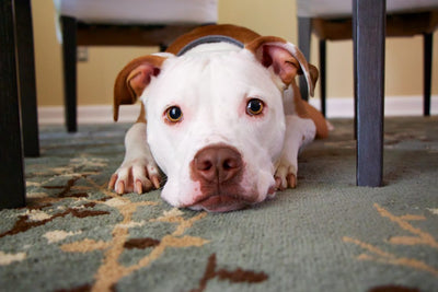 How to Know When Your Dog Has Joint Pain and What to do About it