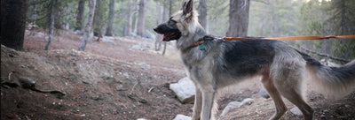 Anxious German Shepherds and Their Attachment to Their Owners
