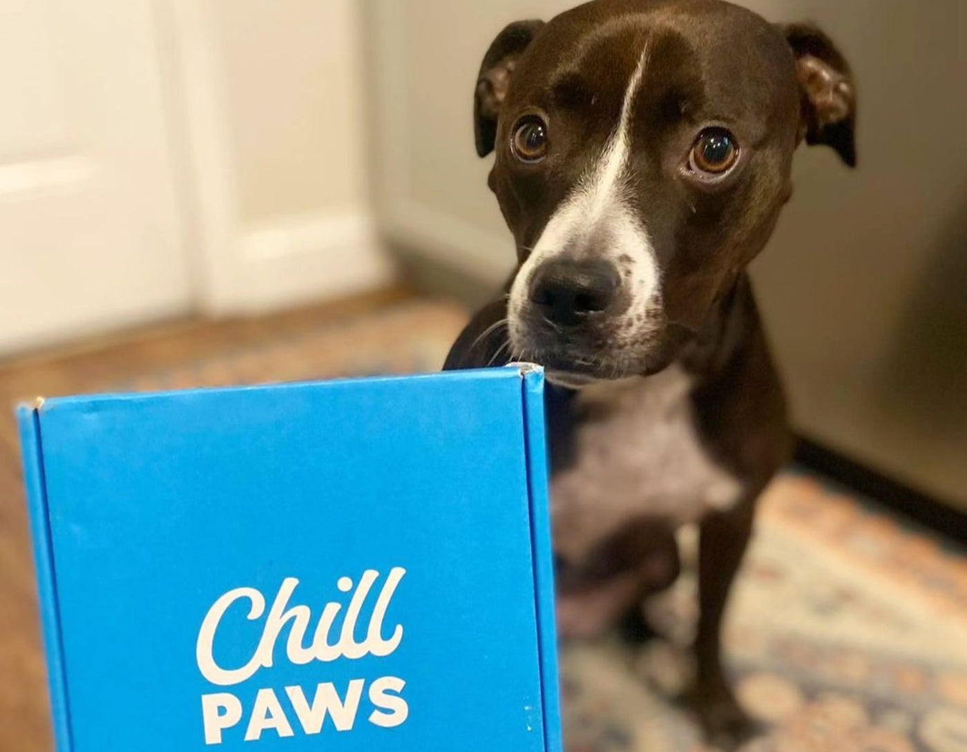 cbd for dogs