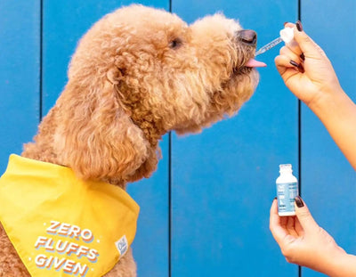 How To Use CBD for Puppy Separation Anxiety Relief