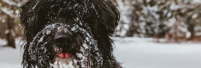 Winter Pet Safety Tips from Chill Paws