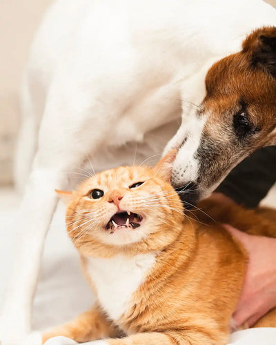 An In-Depth Look at the Endocannabinoid System in Dogs and Cats