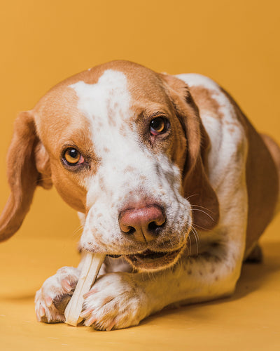 Settling Your Dog’s Appetite Issues with the Help of CBD