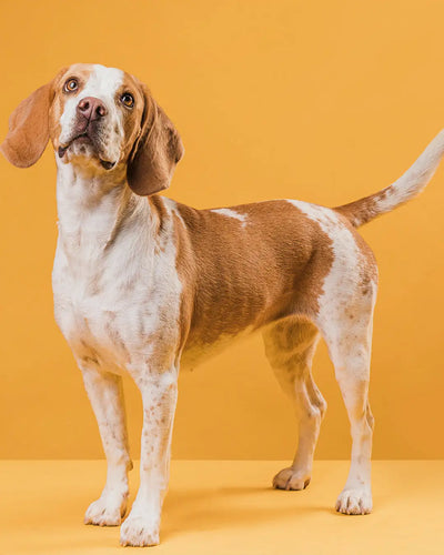 A Scientific Look at CBD Pet Oil