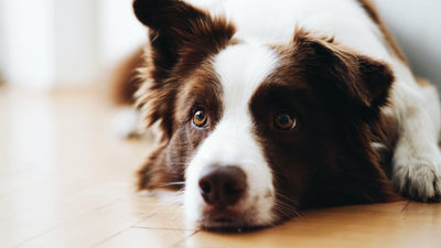 Understanding Border Collie Anxiety