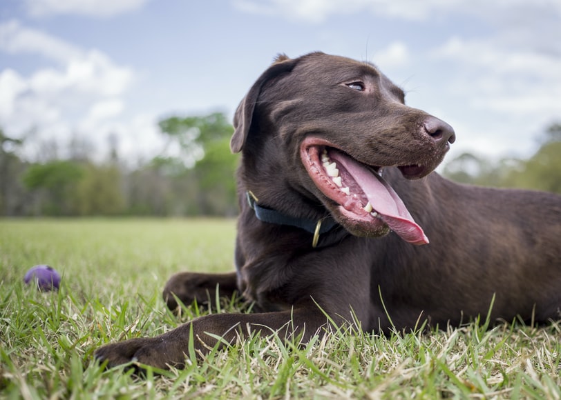 A brown lab lays on the grass with a ball nearby