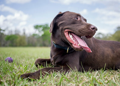 7 Pet Health Conditions CBD May be able to Help With