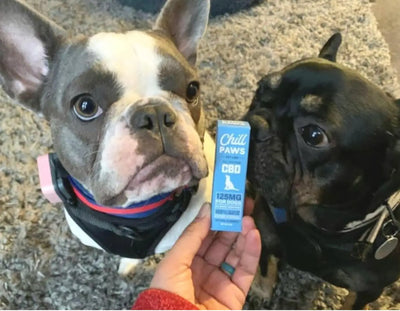 6 Benefits of CBD Oil for Traveling with Dogs