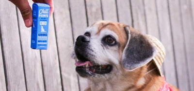 CBD Oil: The Secret to Enhancing Your Dog's Quality of Life