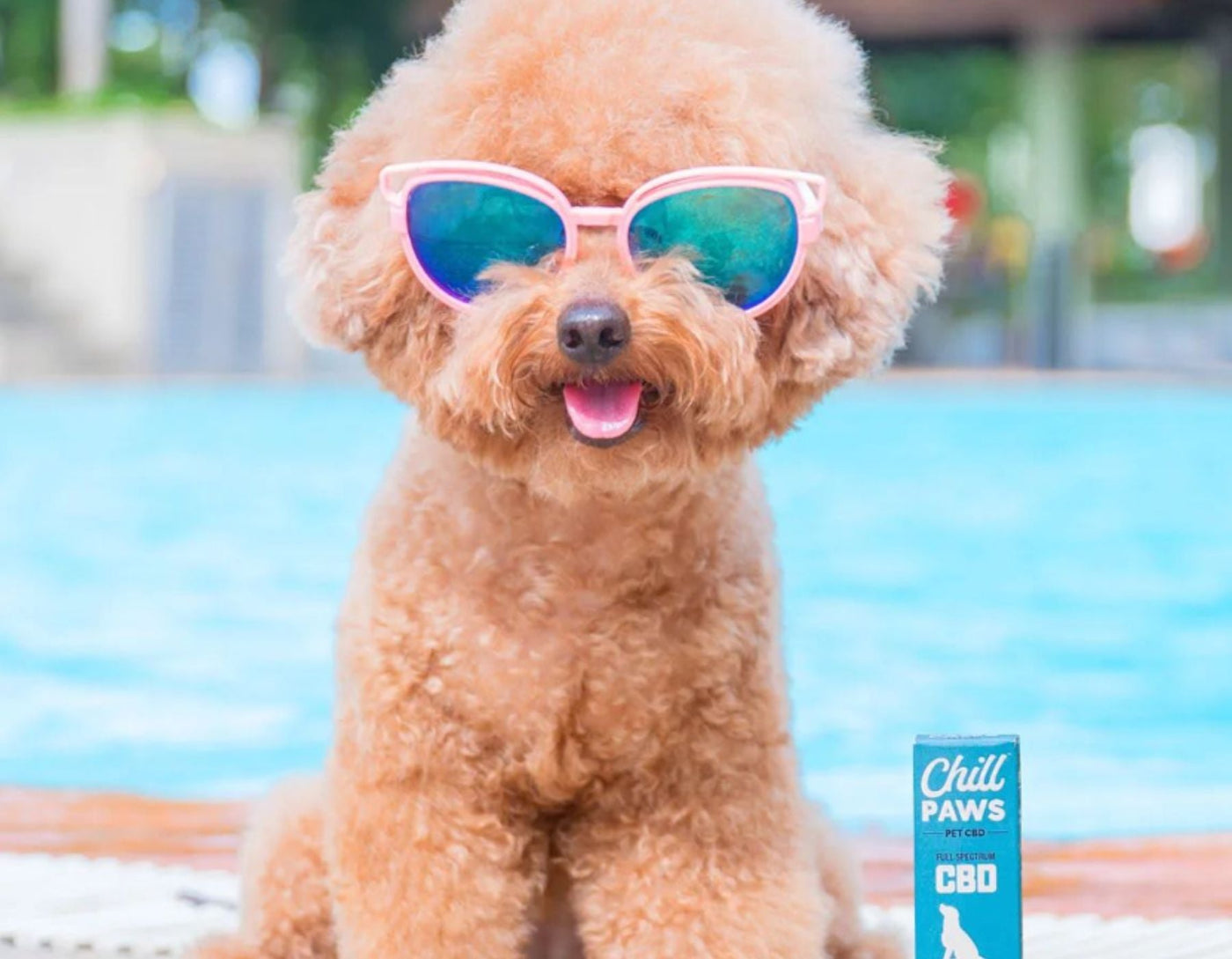 buy CBD oil for dogs