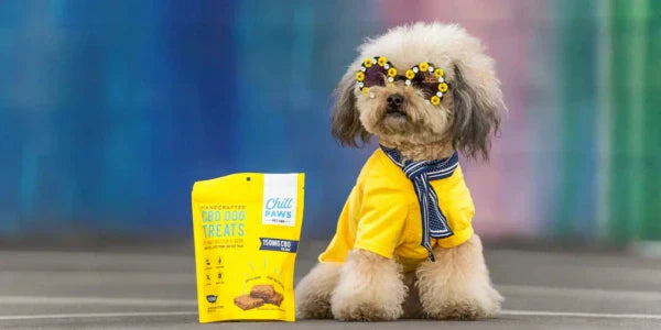 calming aid for pets displayed with a stylish dog wearing sunflower sunglasses and a yellow outfit beside a bag of CBD dog treats.