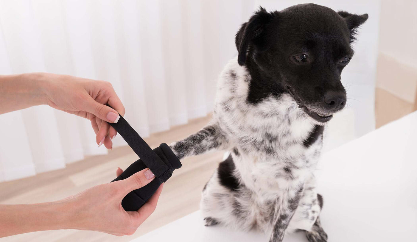 Could CBD Balm Help Alleviate Some of Your Pet’s Pain Associated with a Carpal Hyperextension Injury?