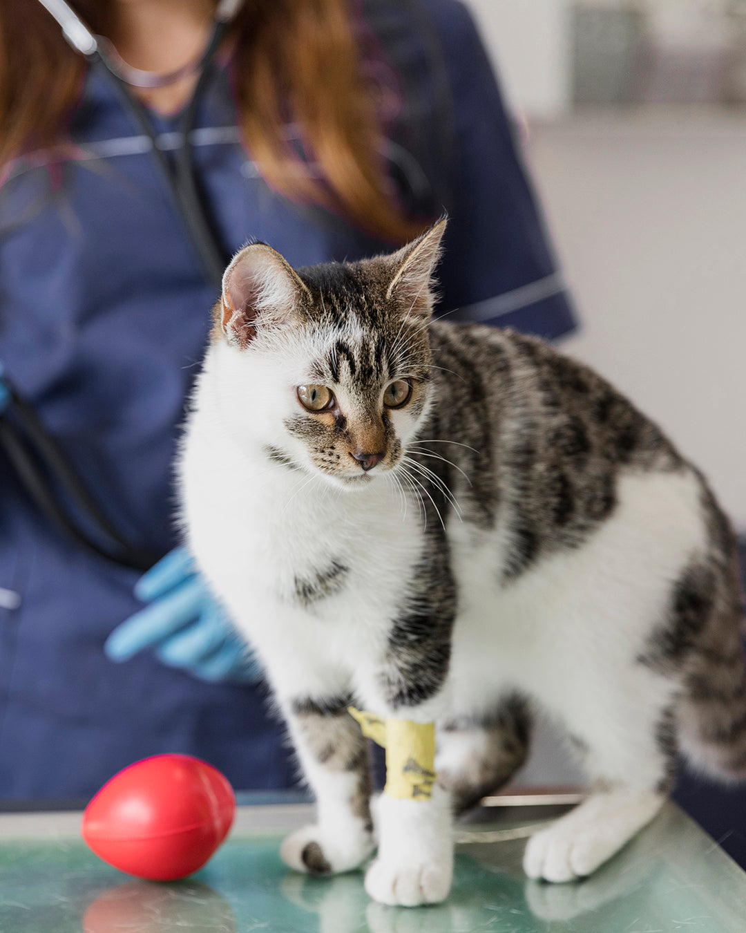 Should You Give Your Pet CBD After Going Through Surgery?