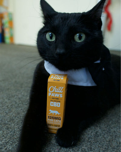 Could CBD Help Your Nervous Kitty?